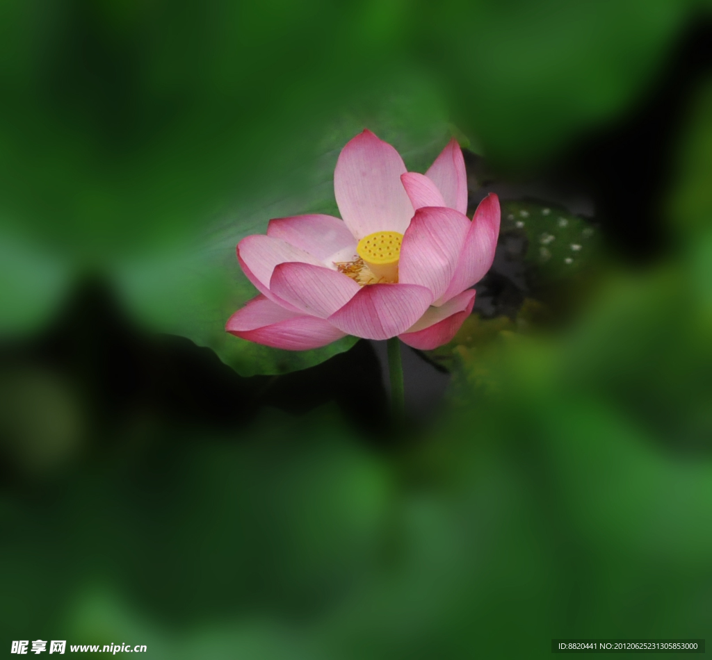 夏日 荷花