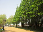 杉树林