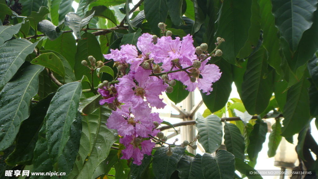 紫薇花