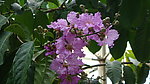 紫薇花