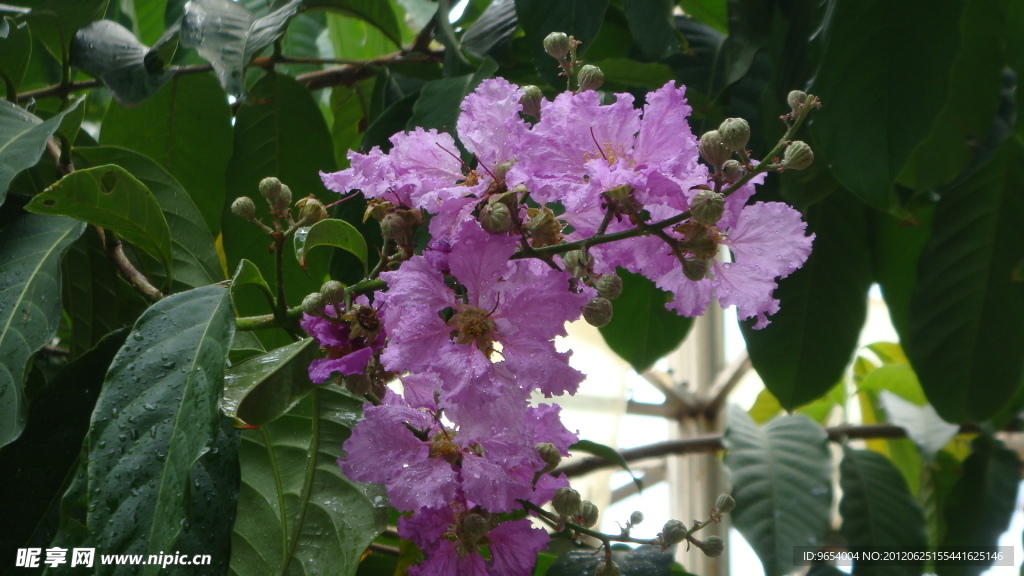 紫薇花