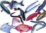 海鲜