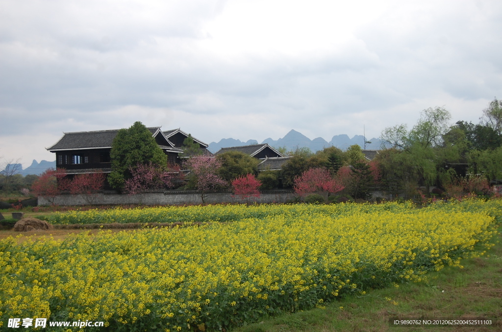 油菜花