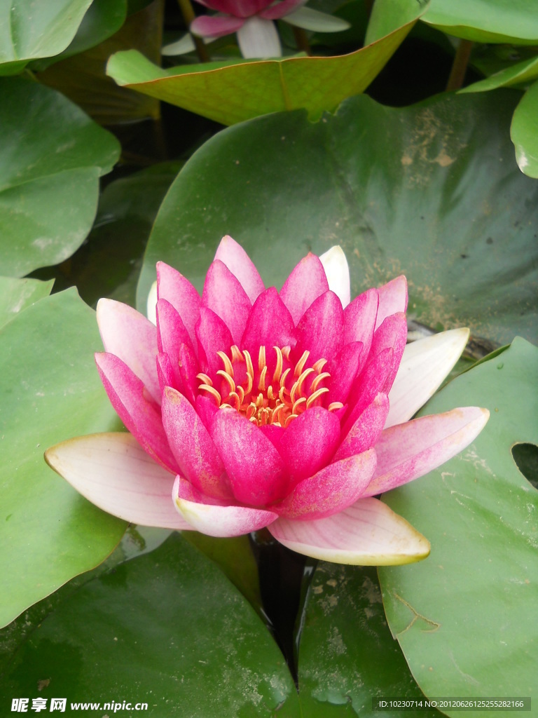 睡莲 荷花