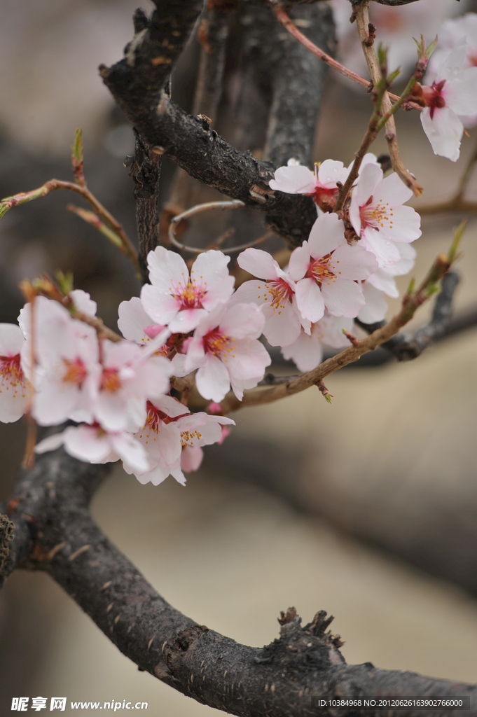 桃花