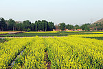 美丽田野