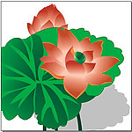 荷花