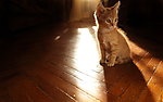 猫咪