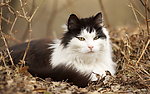 猫咪