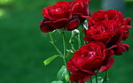 月季花