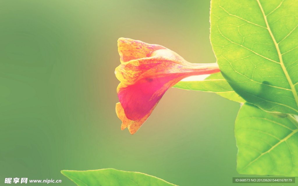 牵牛花