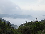 森林
