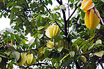 杨桃