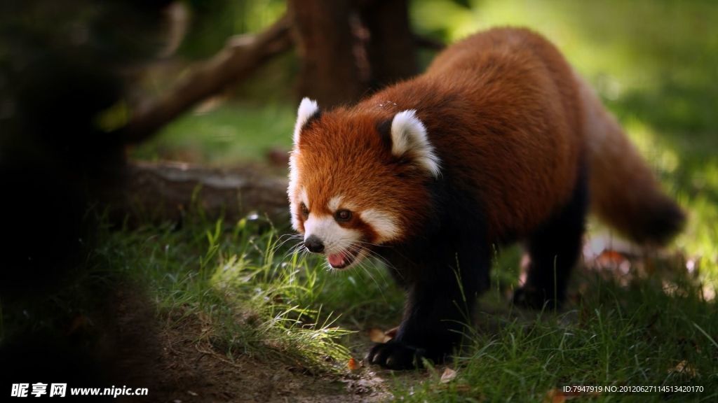 小浣熊