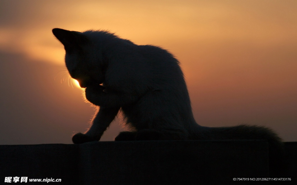 夜幕下的猫