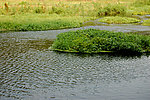 河水