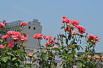月季花