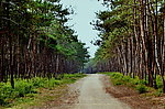 松林里的路
