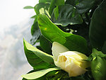 栀子花