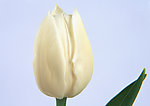 百合花