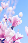 玉兰花
