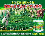 芒果示范基地