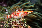 水族馆 热带鱼