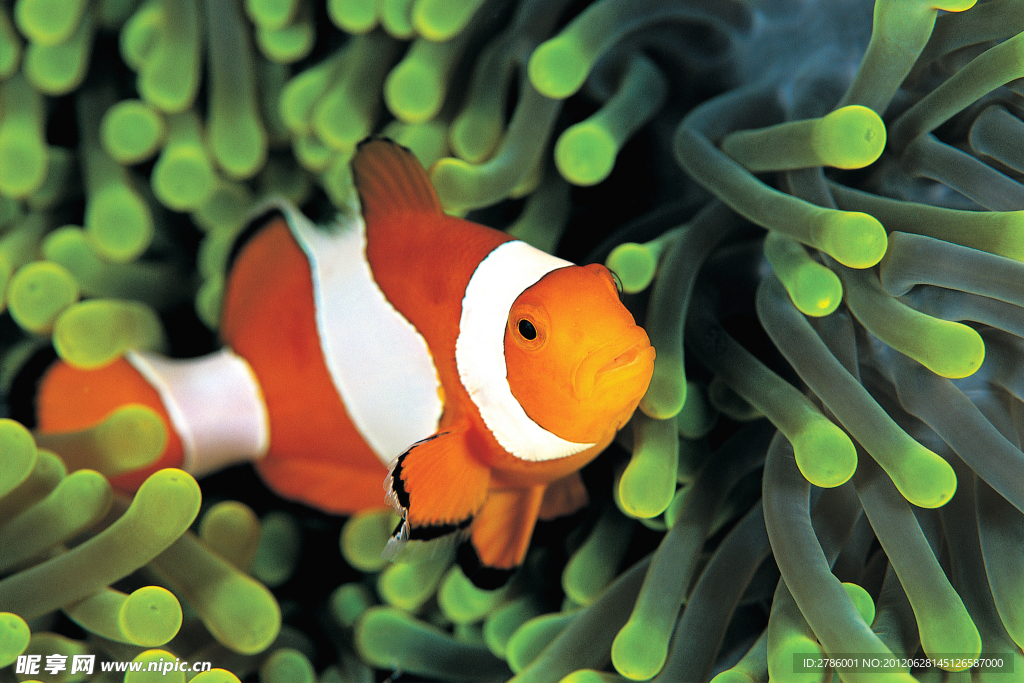 水族馆 小丑鱼