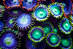 水族馆 珊瑚