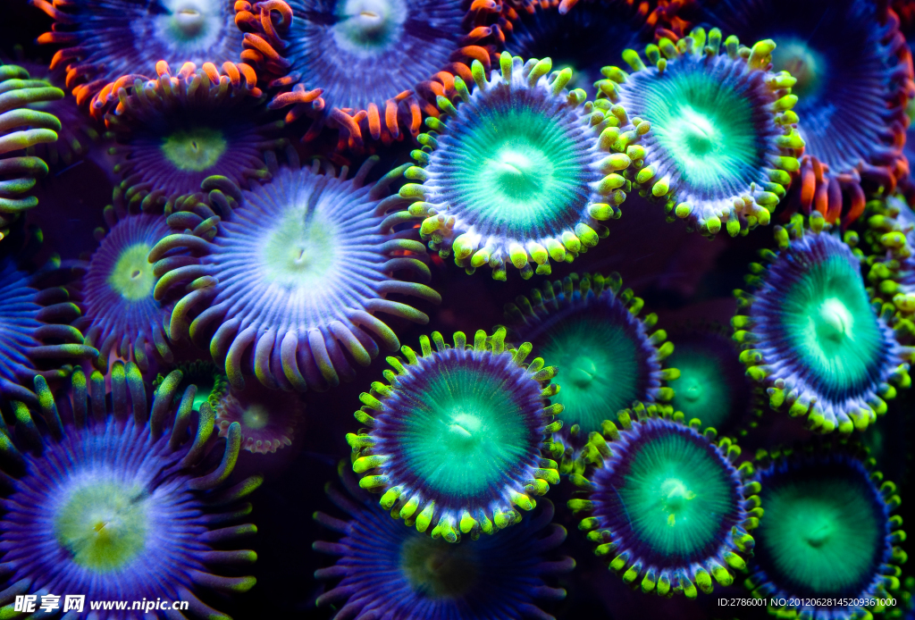 水族馆 珊瑚