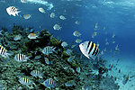 水族馆 海底世界