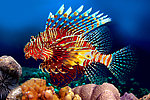 水族馆 热带鱼