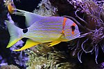水族馆 热带鱼