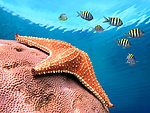 水族馆 海星