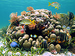 水族馆 海底世界