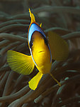 水族馆 小丑鱼