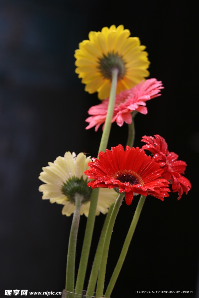 非洲菊