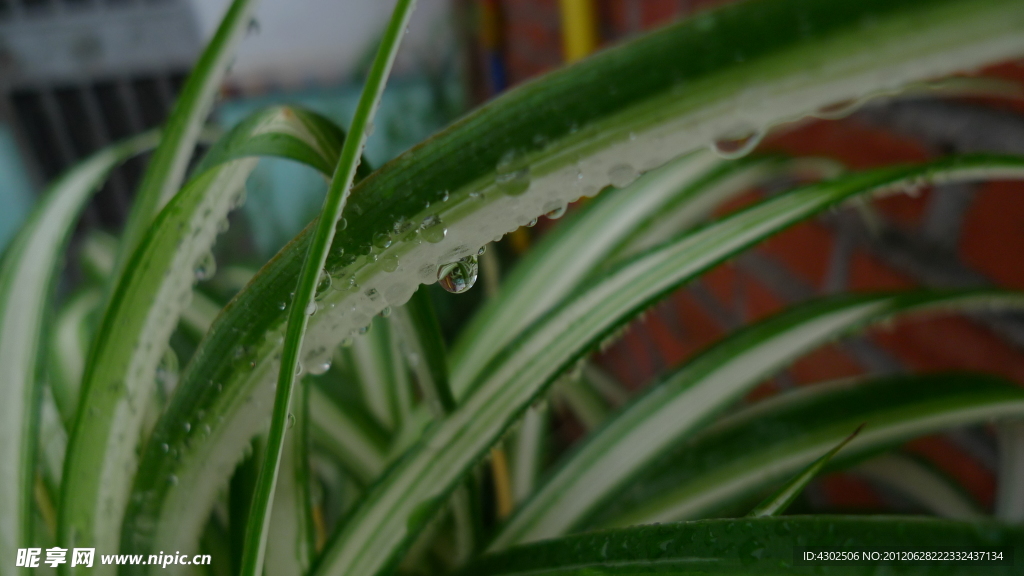 露珠 兰草