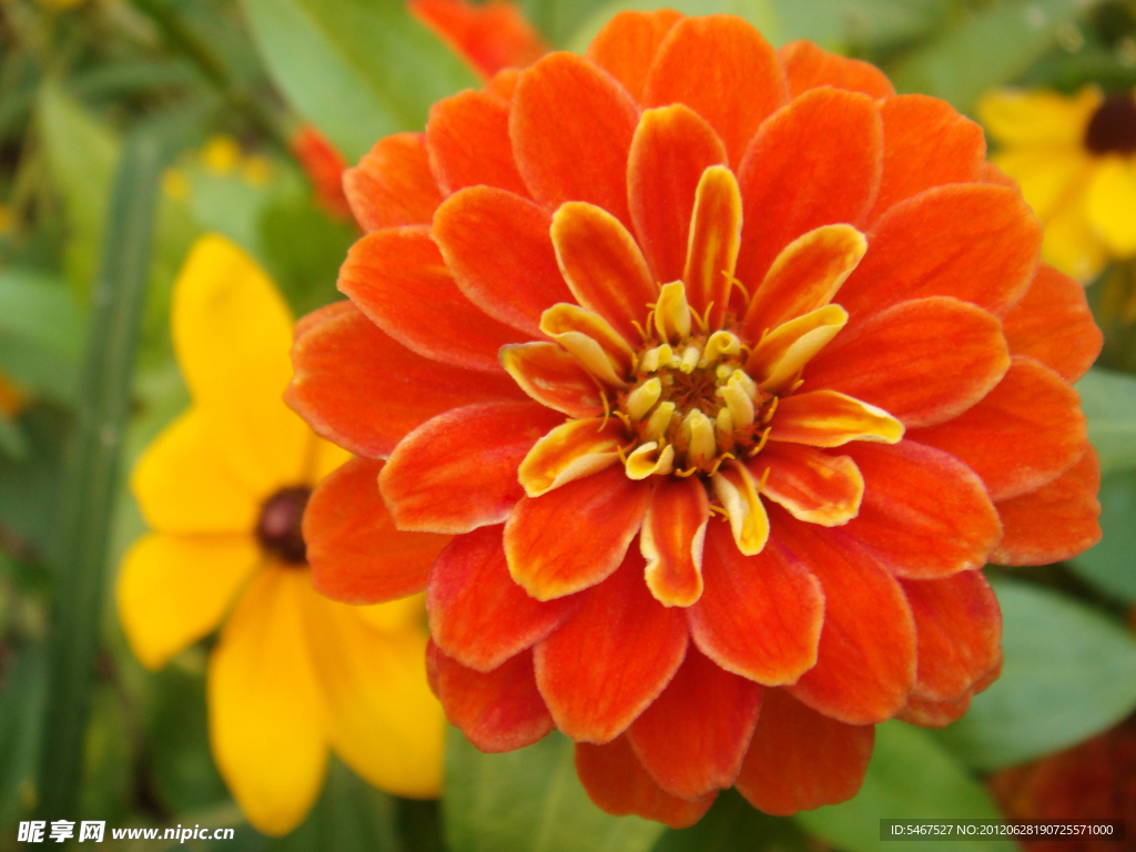 菊花