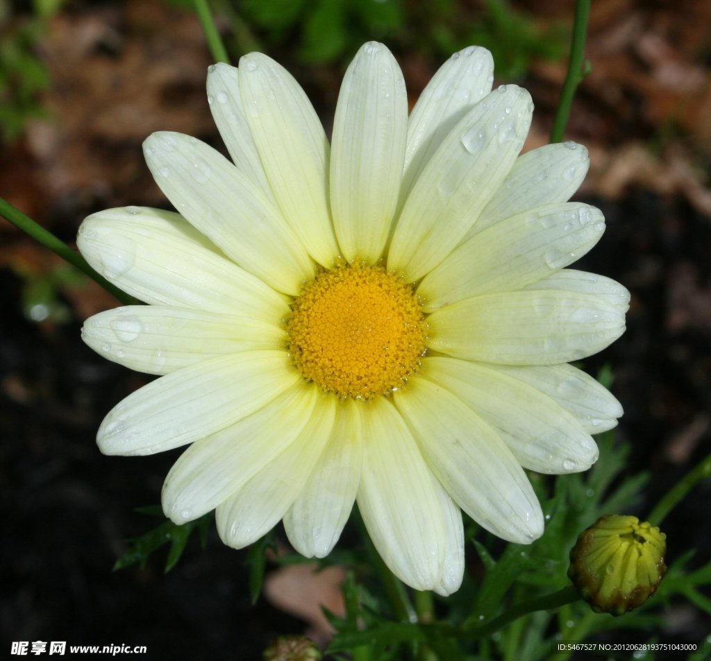 菊花