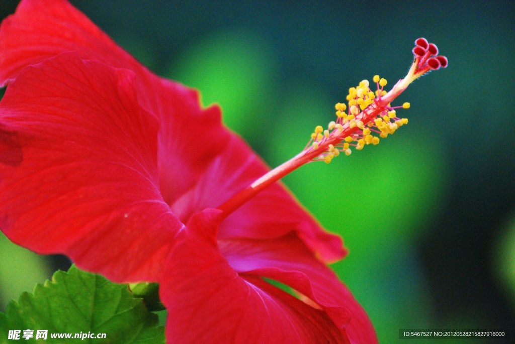 扶桑花