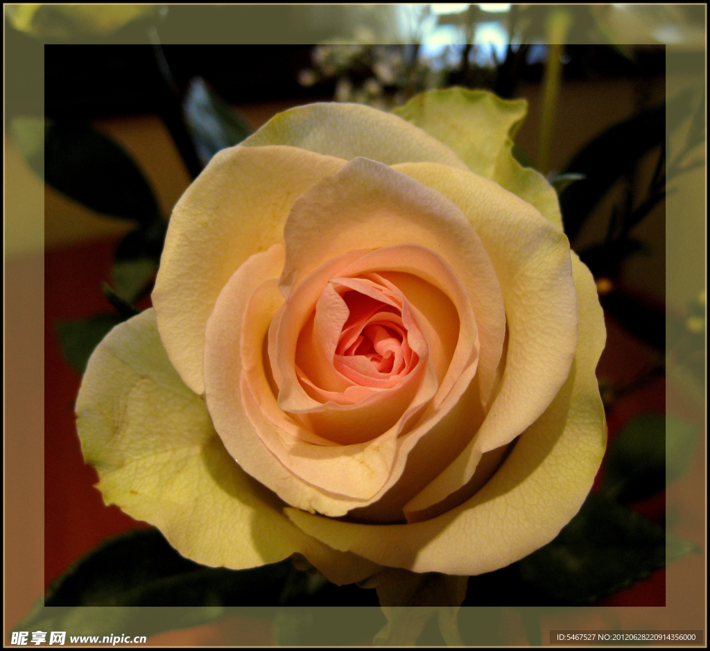 月季花