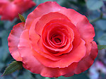 月季花