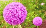 球花