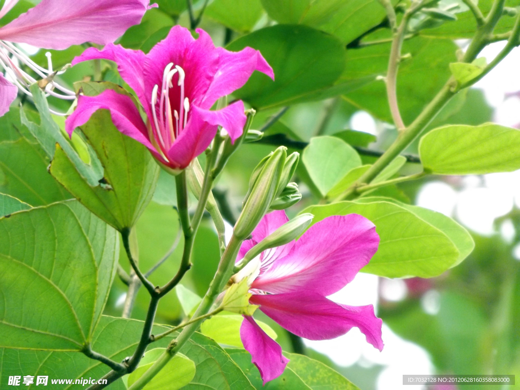 紫荆花