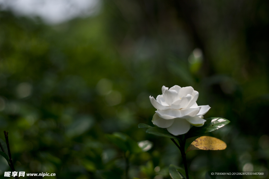 白茶花