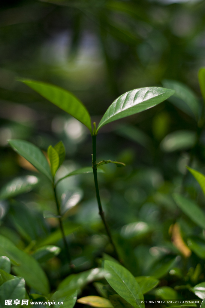 茶花叶子