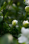 白茶花