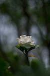 白茶花