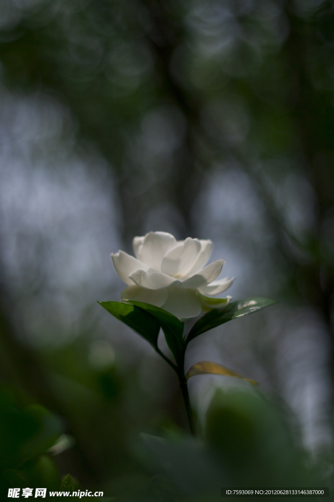 白茶花